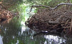 Ecosistemas de corales