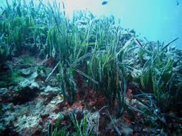 Ecosistemas de corales